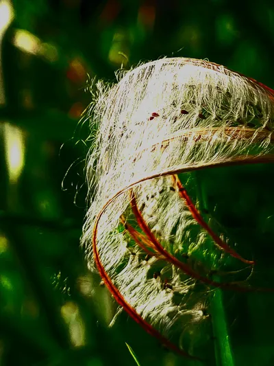 Composed from Within