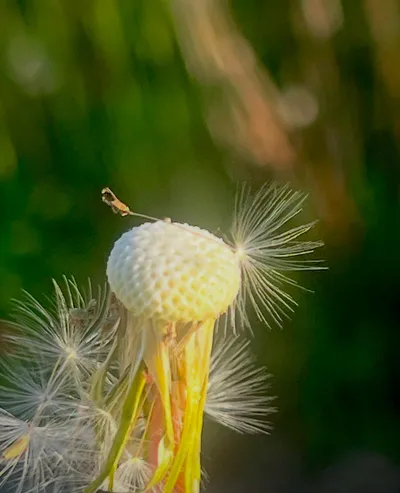 Intentional Letting Go