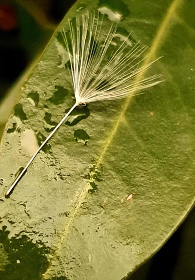 Subtle Beauty of the Everyday